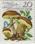 stamp